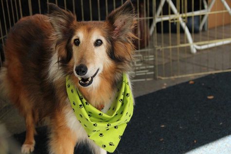 I spotted this sweetie at the Austin Sheltie Rescue booth trying to lure me into adopting him