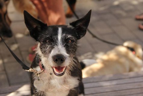 I didn’t arrive early enough to take part in, or photograph, the walk, but I did see many pups,and their owners, who had participated and much enjoyed it.