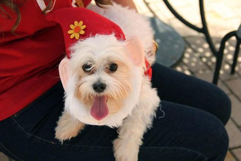 This little guy was stole my heat with his little gnome costume.