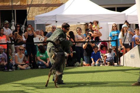 The german shepherds show off their incredible ability to take down criminals on command.