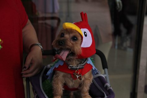 A little parrot who was accompanied by a Chiquita banana who was much more camera shy.