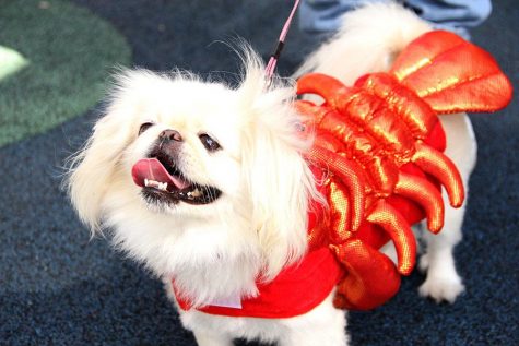 Upon first arriving, I was greeted by this cutie who was dressed as a glittery lobster and seemed very excited that I wanted to pet her.