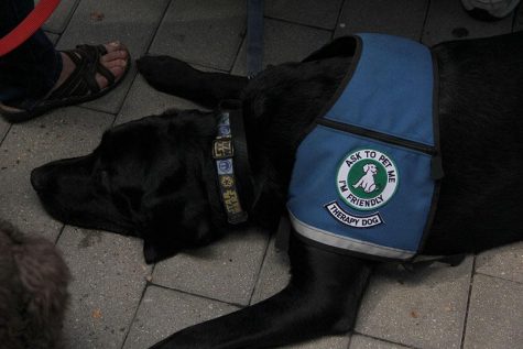 A Black Lab therapy pup trying to catch a few minutes rest before he has to show off for another curious visitor.